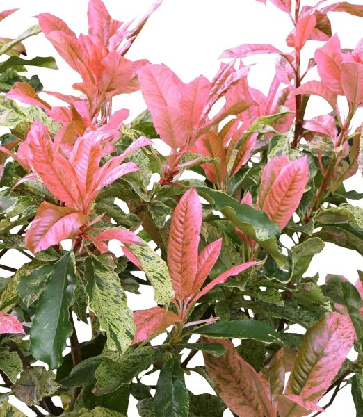 Photinia serratifolia 'Pink Crispy'®